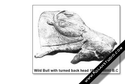 Wild Bull With turned back head